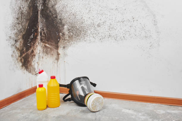 Best Mold Cleaning Services  in Mattawan, MI