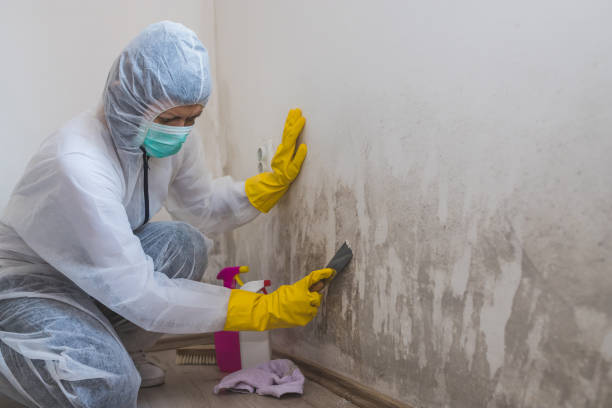 Best Mold Remediation  in Mattawan, MI