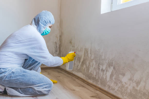 Mold Testing and Removal in Mattawan, MI