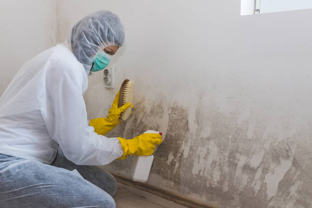 Best Toxic Mold Removal  in Mattawan, MI