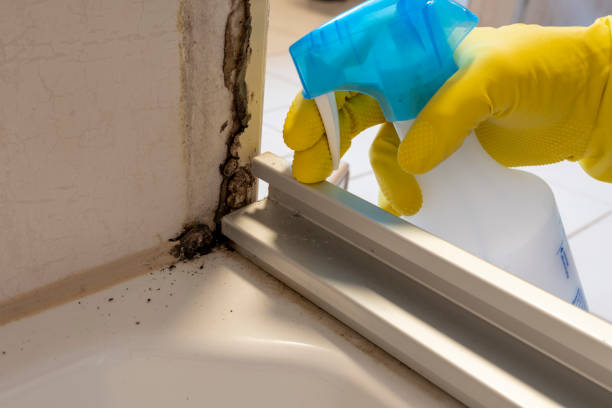 Best Black Mold Removal  in Mattawan, MI