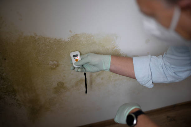 Best Emergency Mold Removal  in Mattawan, MI