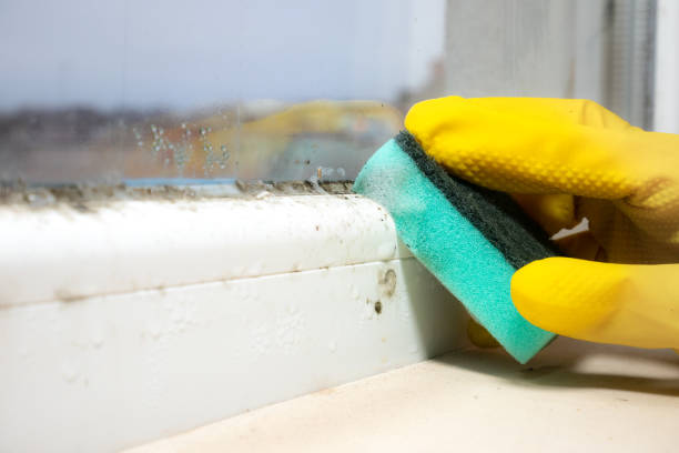 Best Mold Removal Near Me  in Mattawan, MI