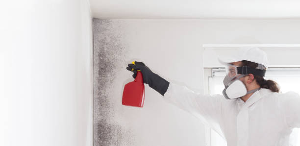 Best Crawl Space Mold Removal  in Mattawan, MI