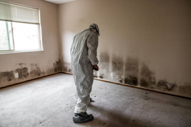 Best Fast Mold Removal  in Mattawan, MI