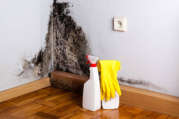 Best Fast Mold Removal  in Mattawan, MI