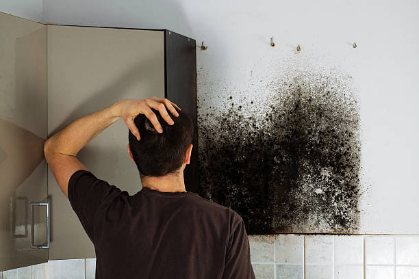 Best Same-Day Mold Removal  in Mattawan, MI