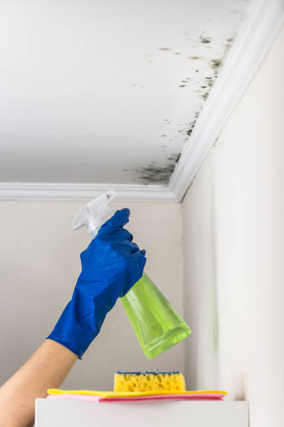 Best Affordable Mold Removal  in Mattawan, MI